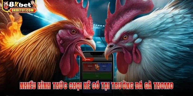 Nhiều hình thức chọi kê có tại trường đá gà Thomo