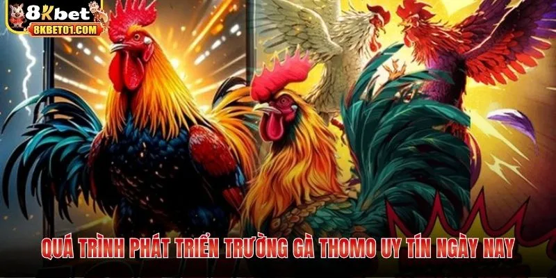 Quá trình phát triển trường gà Thomo uy tín ngày nay